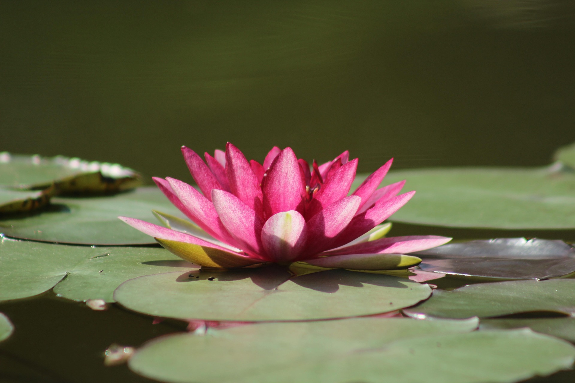 lo14-water-lily-1025523_1920